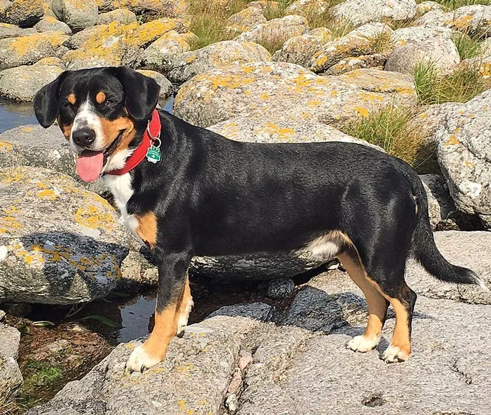 Schweizer Hunderassen - Entlebucher Sennenhund