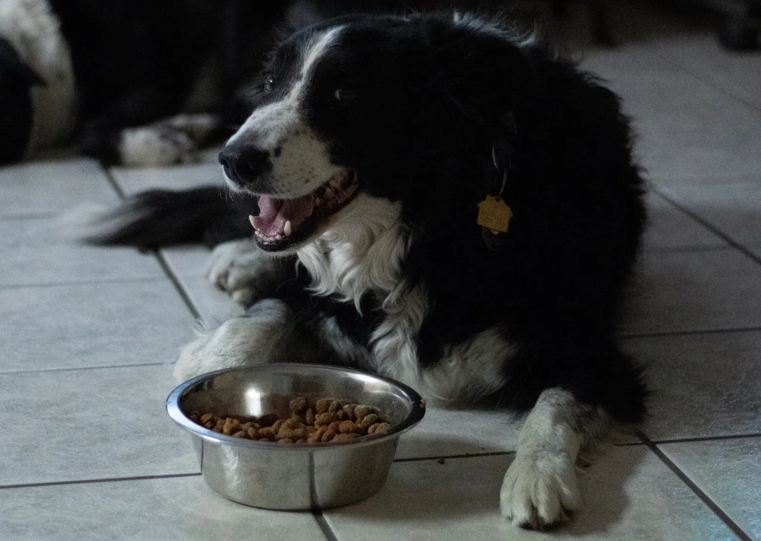 Starkes Hecheln: Auch Übergewicht kann eine Ursache sein