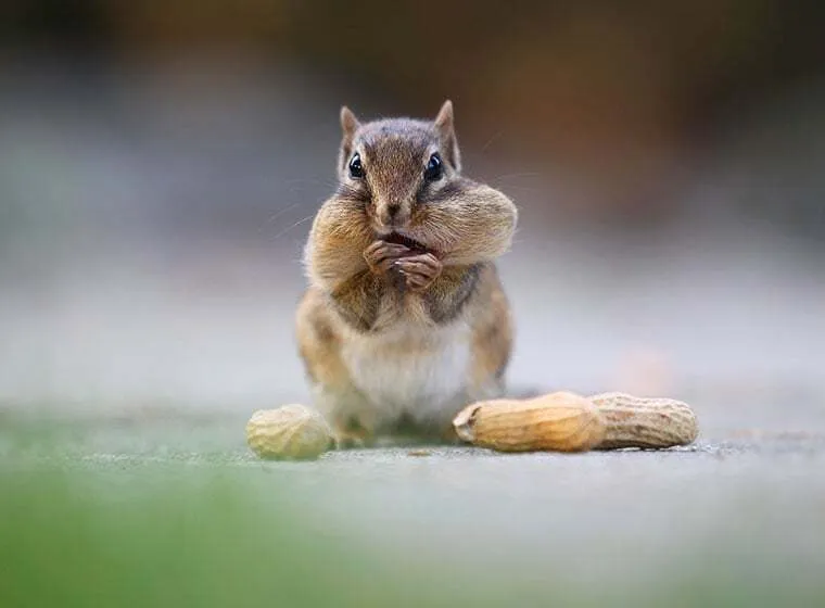 Streifenhörnchen in seinem natürlichen Lebensraum