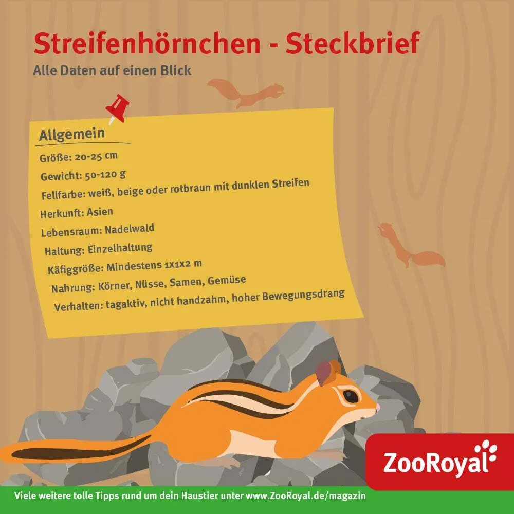 Streifenhörnchen-Steckbrief