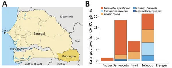 Abbildung der Serosurvey des CHIKV in der Kédougou-Region, Senegal. A) Lage der Kédougou-Region (dunkelgelb) innerhalb des Senegal (hellgelb). B) Farbbalken zeigen den Anteil der Fledermäuse, die an jedem Fangort positiv auf CHIKV-IgG getestet wurden. Jede Farbe entspricht einer bestimmten Fledermausart, wie im Schlüssel über dem Diagramm angegeben. CHIKV, Chikungunya-Virus.