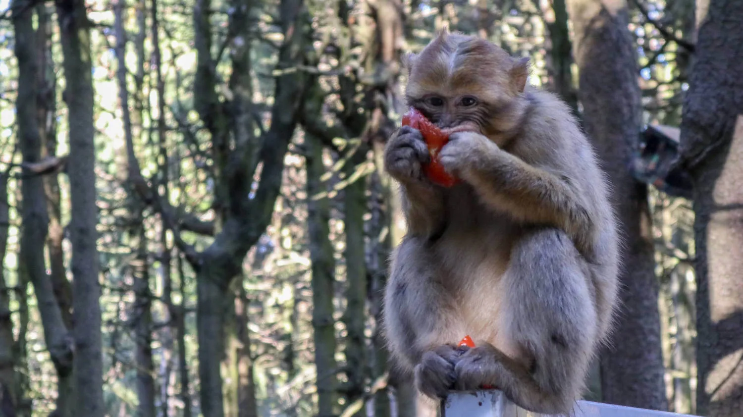 Affe am Affenberg Salem