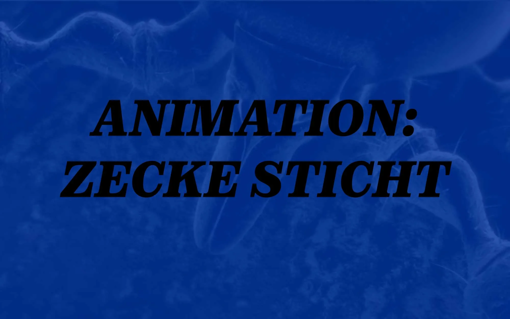 Animation einer Zecke, die einen Hund sticht