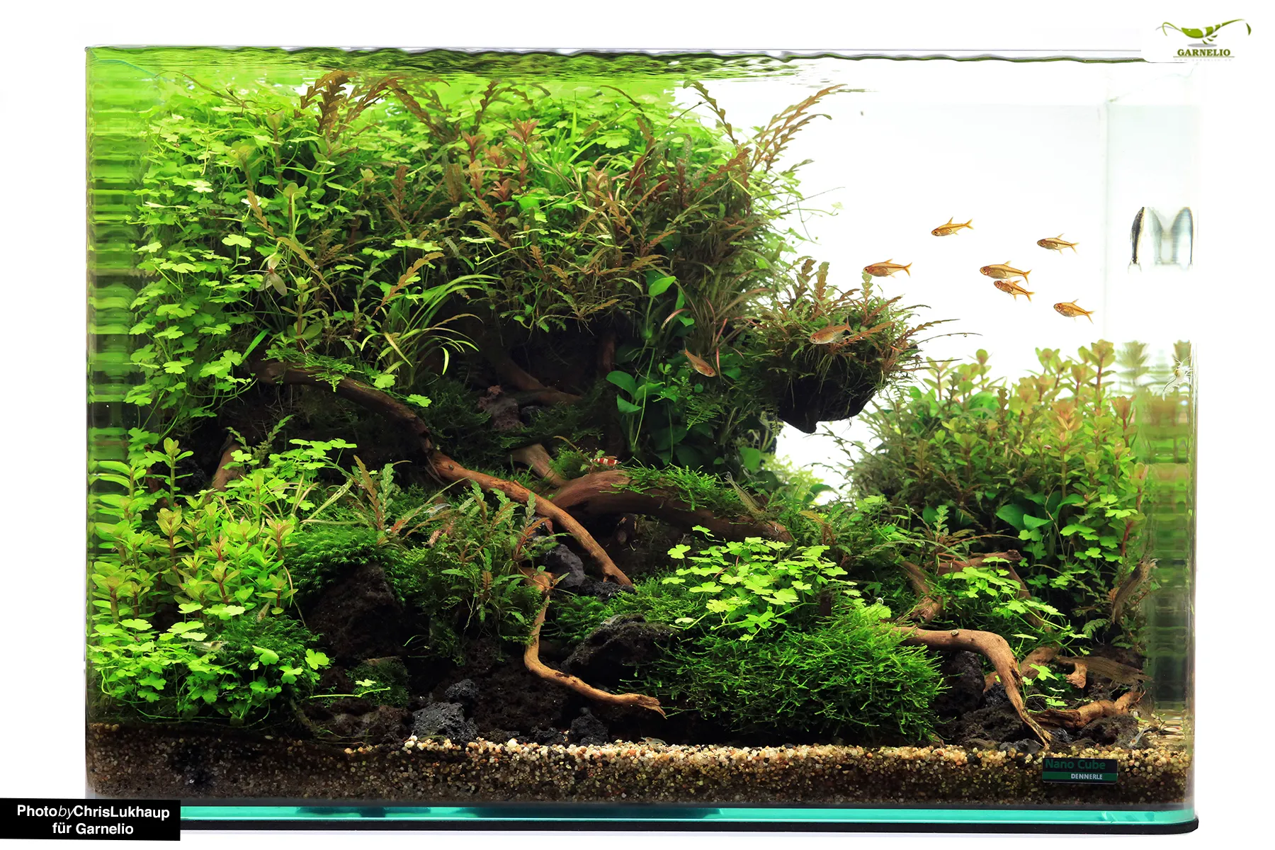 Aquarium mit vielen Pflanzen und Garnelen