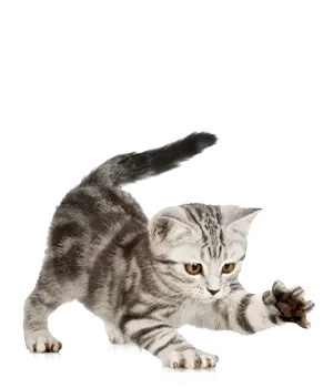 Babykatze mit ausgestreckter linker Vorderpfote