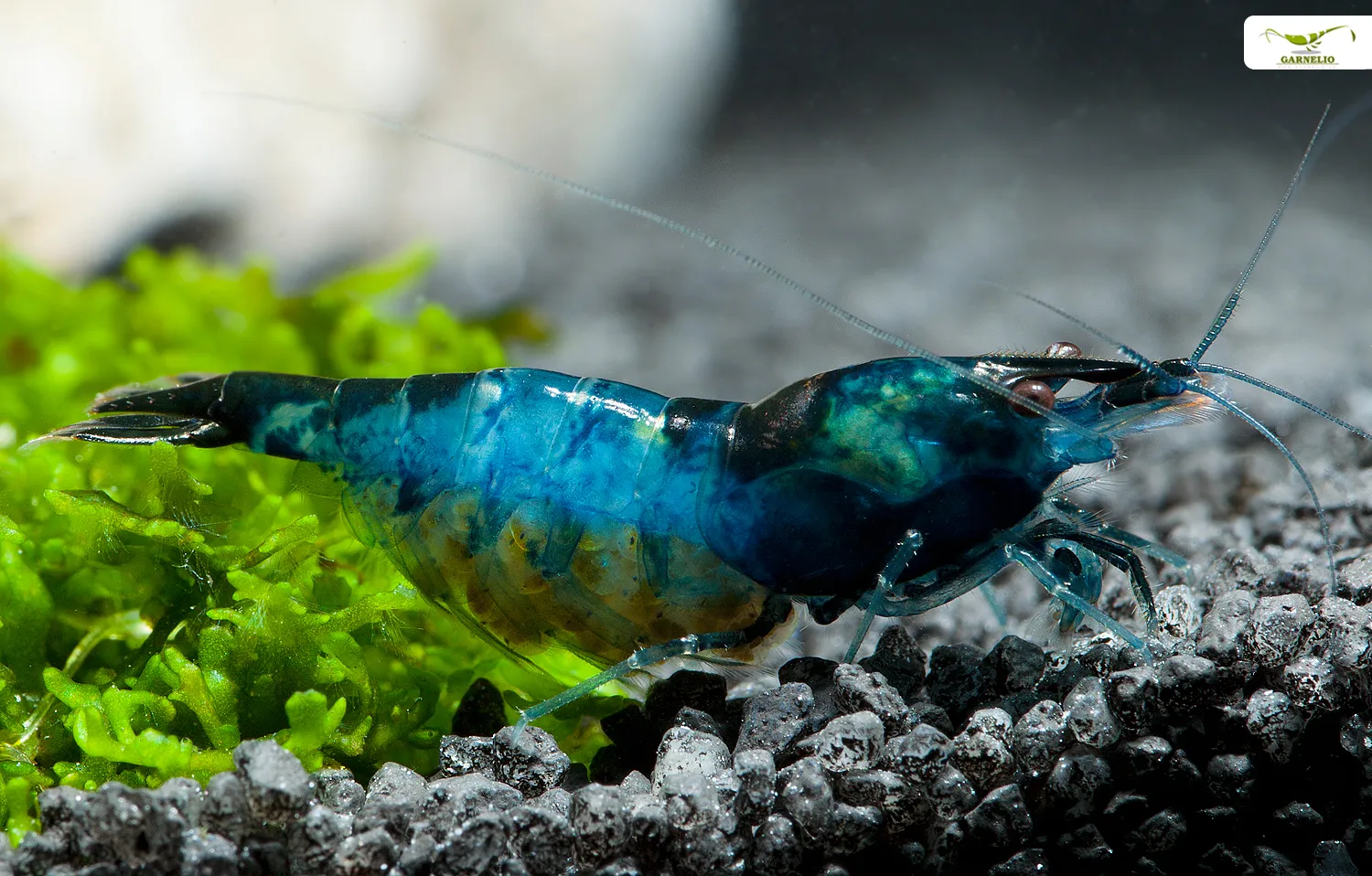 Blaue Dream Garnele in einem Aquarium