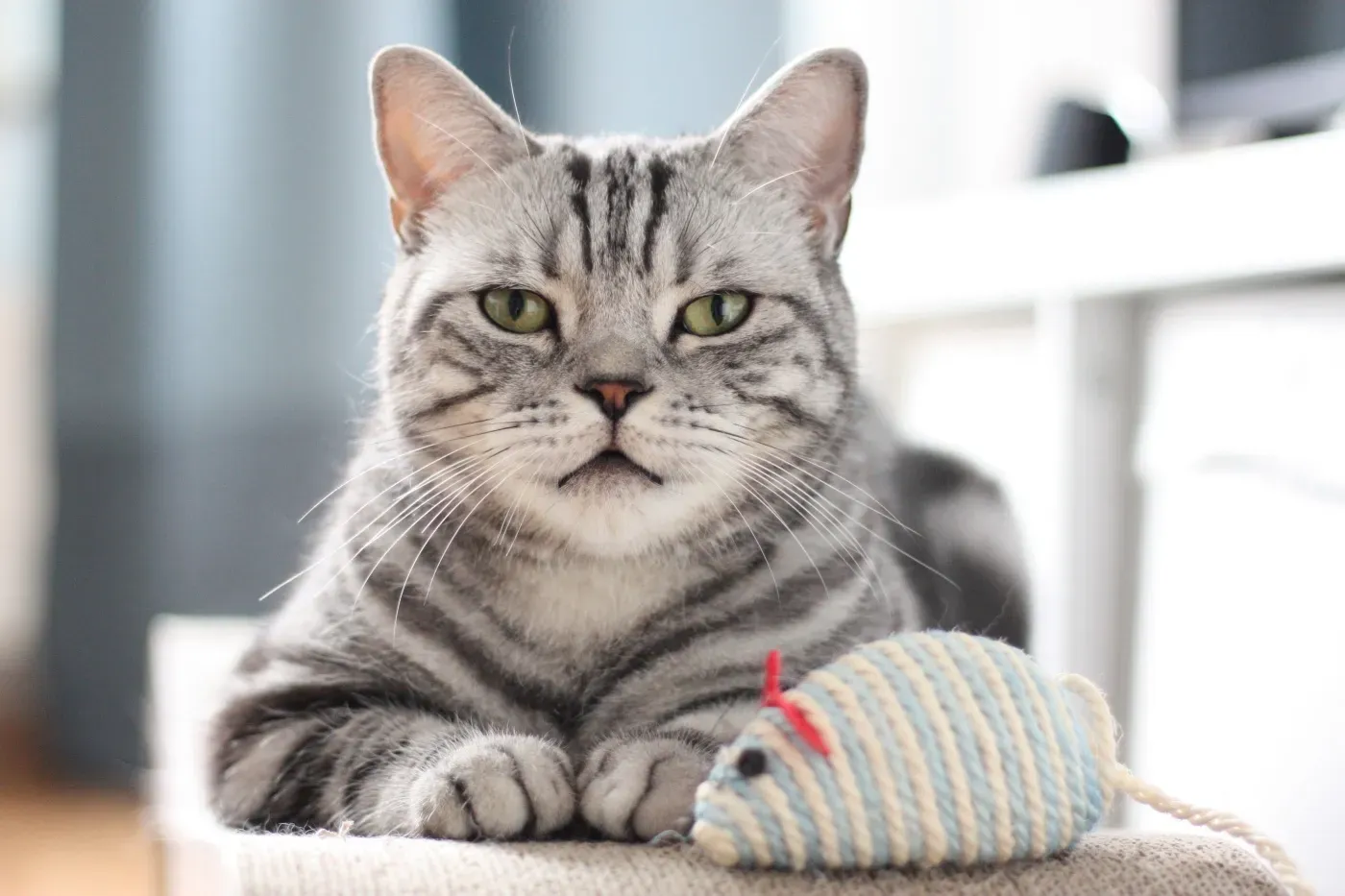 Britisch Kurzhaar Katze in Silber-Tabby-Musterung auf einem Kratzbrett