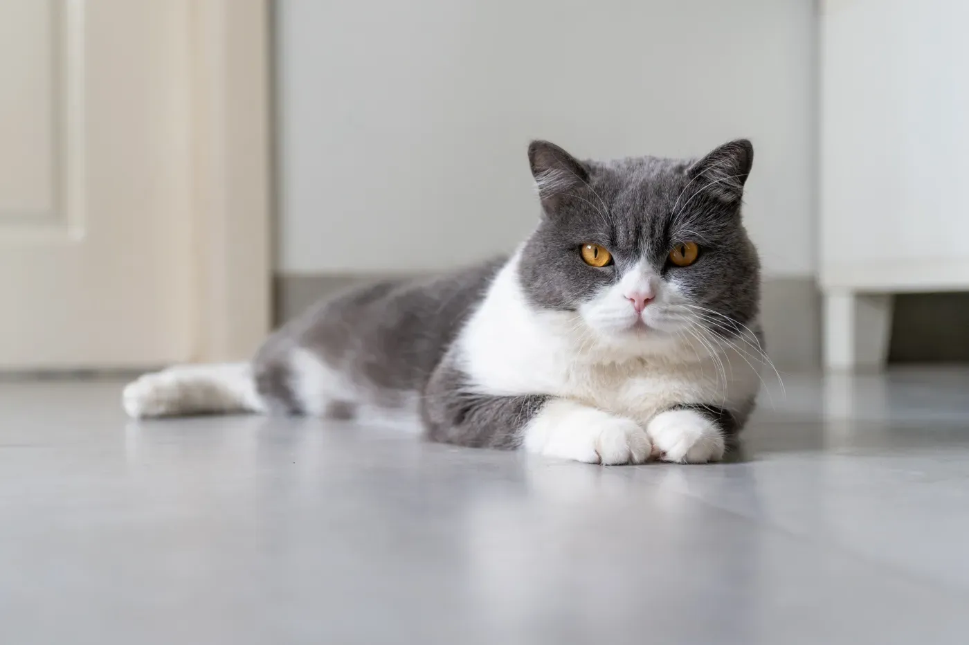 Britisch Kurzhaar Katze liegt auf dem Boden
