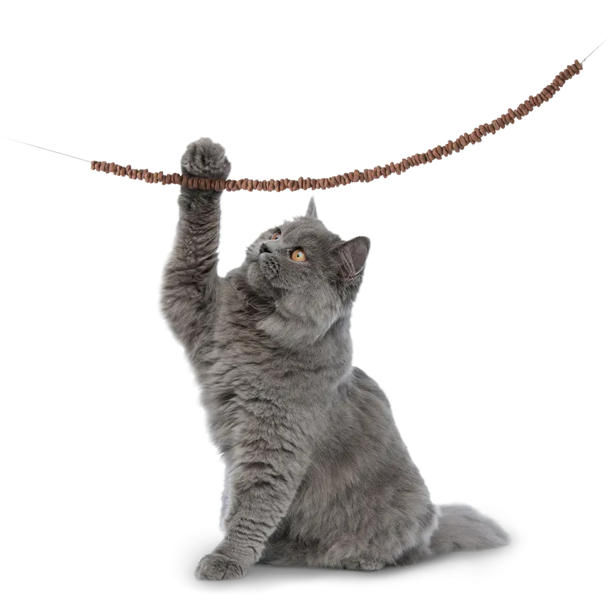 British Kurzhaar Kater hebt die rechte Vorderpfote, um sich an einer Schnur hängende Trockenfutterstücke zu schnappen