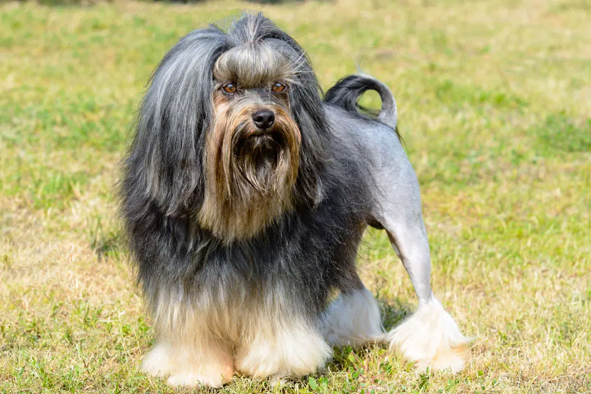 Das Löwchen ist eine seltene Hunderasse.