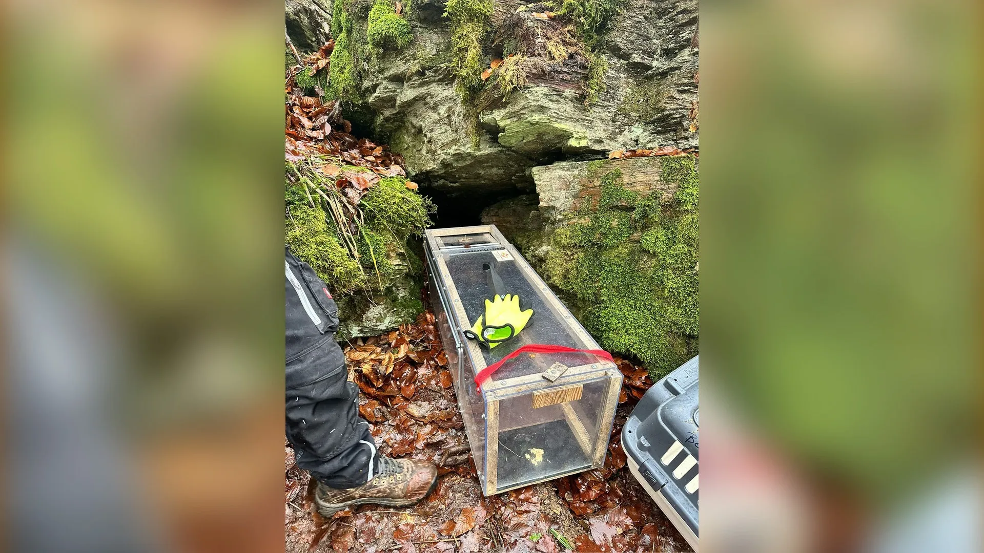 Die Kätzchen wurden mit Futter angelockt, das in der Falle platziert war. Sie versteckten sich zwischen Felsen.