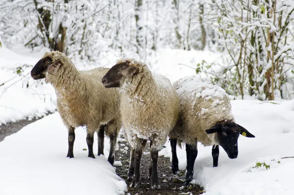 Drei Schafe stehen in einer verschneiten Waldlandschaft, ihre Fellhaare sind von Schnee bedeckt, sie wirken widerstandsfähig gegen die winterlichen Bedingungen. | © Urlaub am Bauernhof / Hans Huber