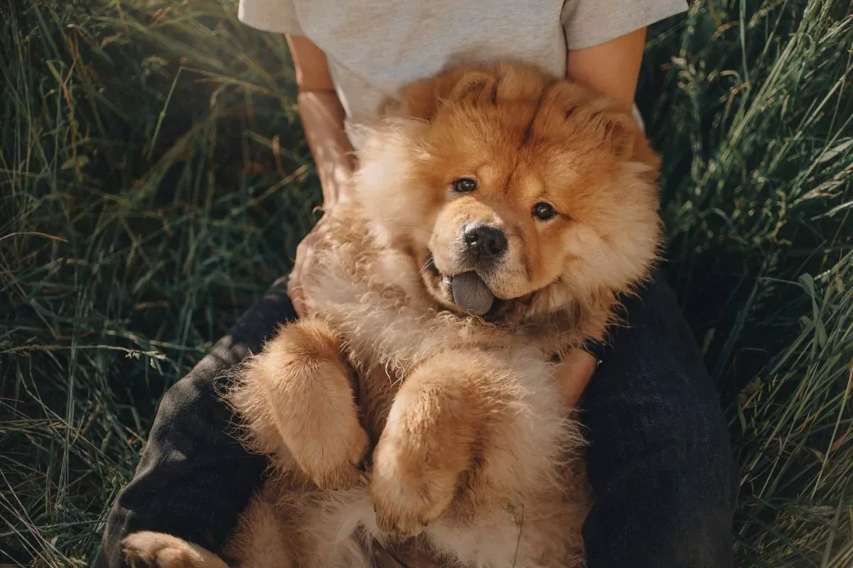 Ein brauner Chow Chow von oben fotografiert, wie er auf dem Rücken zwischen den Beinen seines Herrchens liegt.