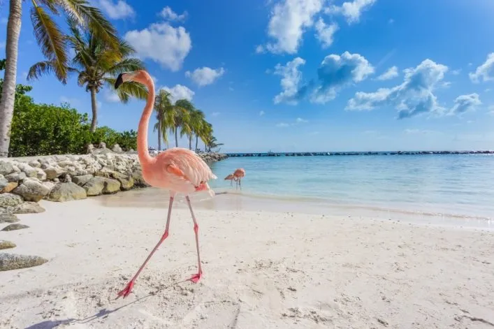 Ein Flamingo spaziert am weißen Sandstrand von Aruba.
