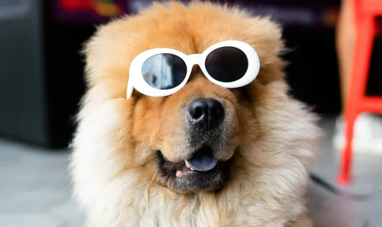 Ein flauschiger Hund trägt eine weiße Sonnenbrille und sieht dabei sehr lustig aus.