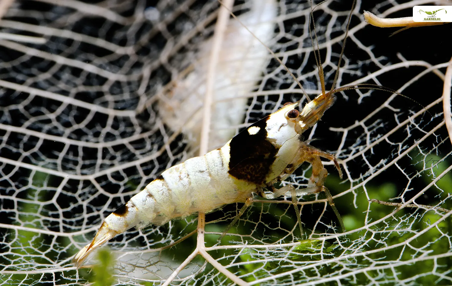 Ein frisch eingerichtetes Aquarium
