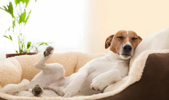 Ein Hund liegt in einer lustigen Pose in seinem Hundebett und sieht verspielt aus.