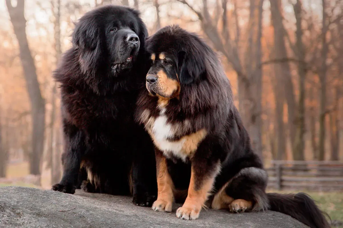 Ein majestätisch aussehender Do Khyi.
