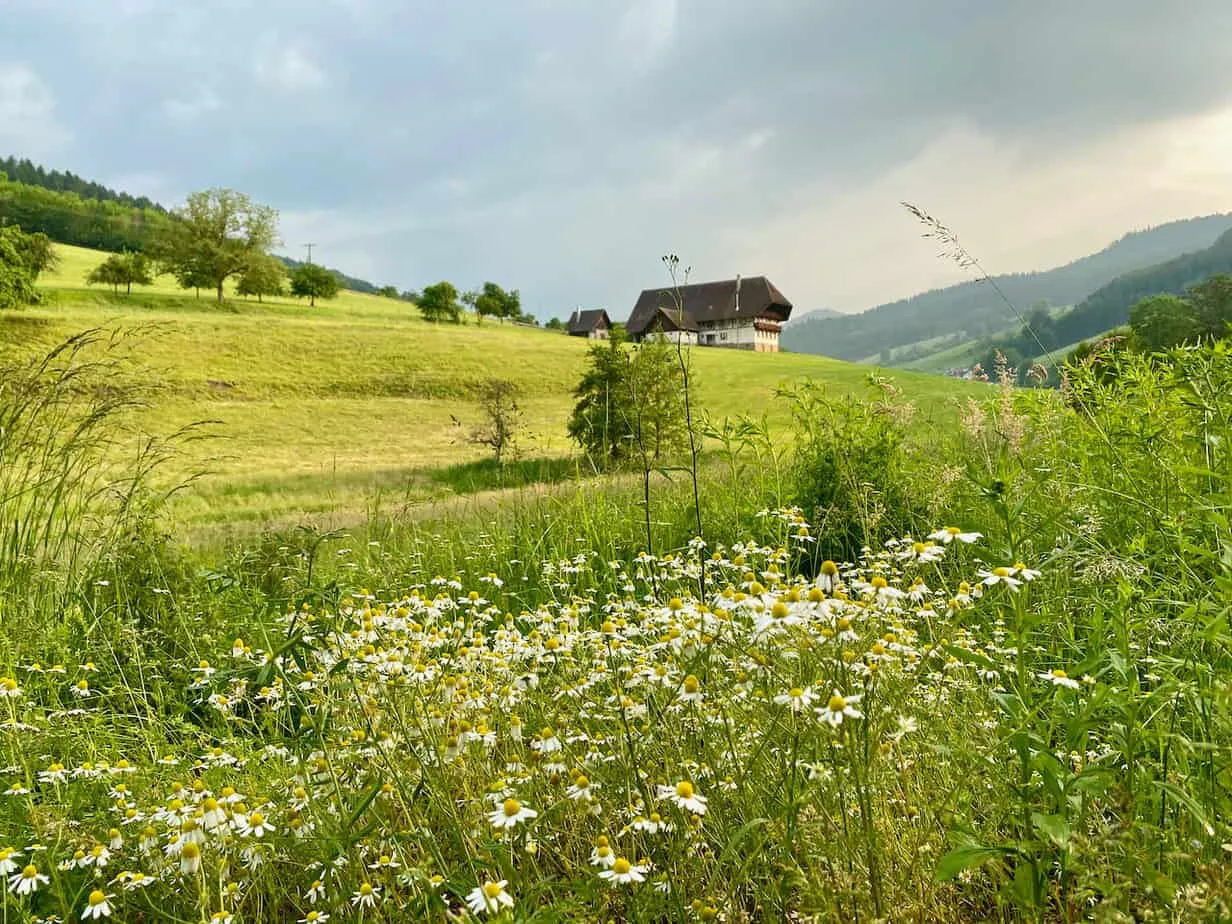 Ein malerisches Tal im Schwarzwald, ideal zum Wandern.