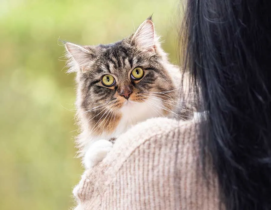 Ein Mensch hält eine Katze auf dem Arm, wobei die Kamera auf dem Rücken der Person ist.