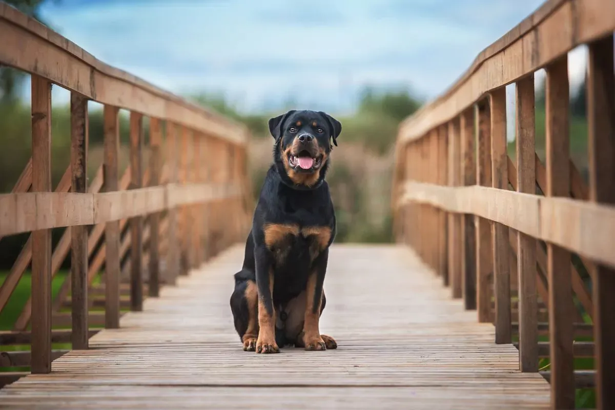 Ein Rottweiler sitzt auf einer Holzbrücke.