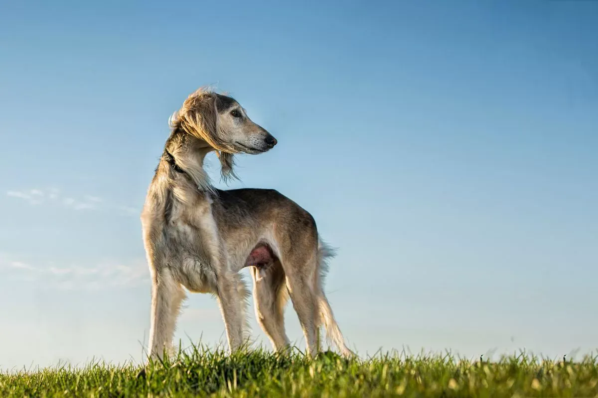 Ein Saluki steht auf einer Wiese vor blauem Himmel.