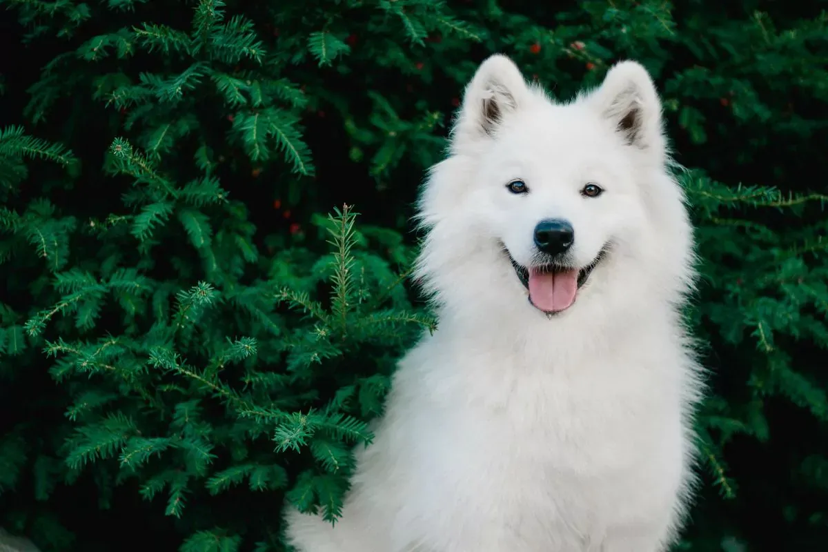 Ein Samojede vor einem Busch.