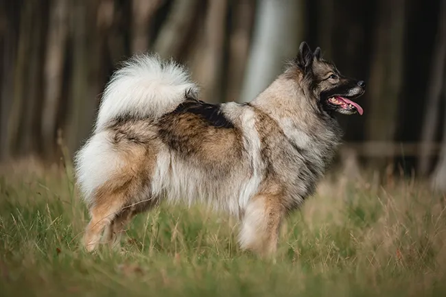 Ein Spitz mit dichtem Fell