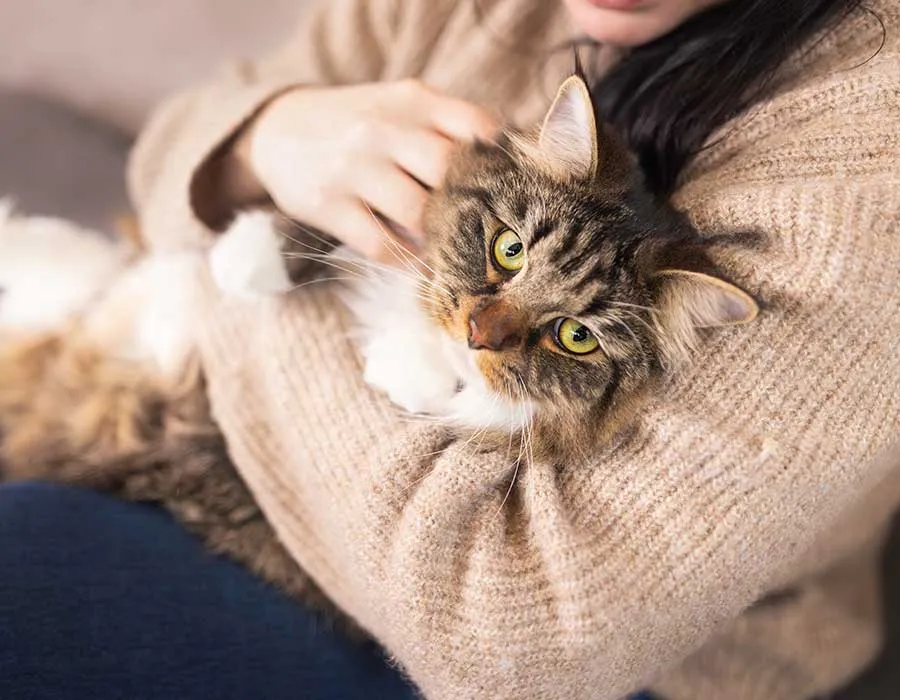 Eine Frau hält eine Katze auf dem Arm und streichelt sie.
