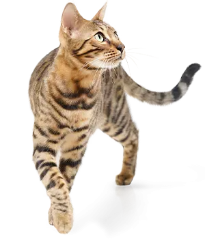 Eine getigerte Katze geht aufmerksam über einen reflektierenden Untergrund.