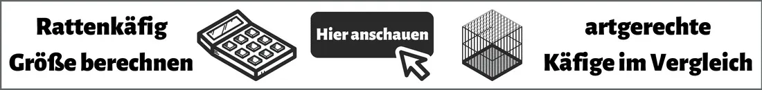 Eine Gruppe von Farbratten in einem geräumigen Gehege