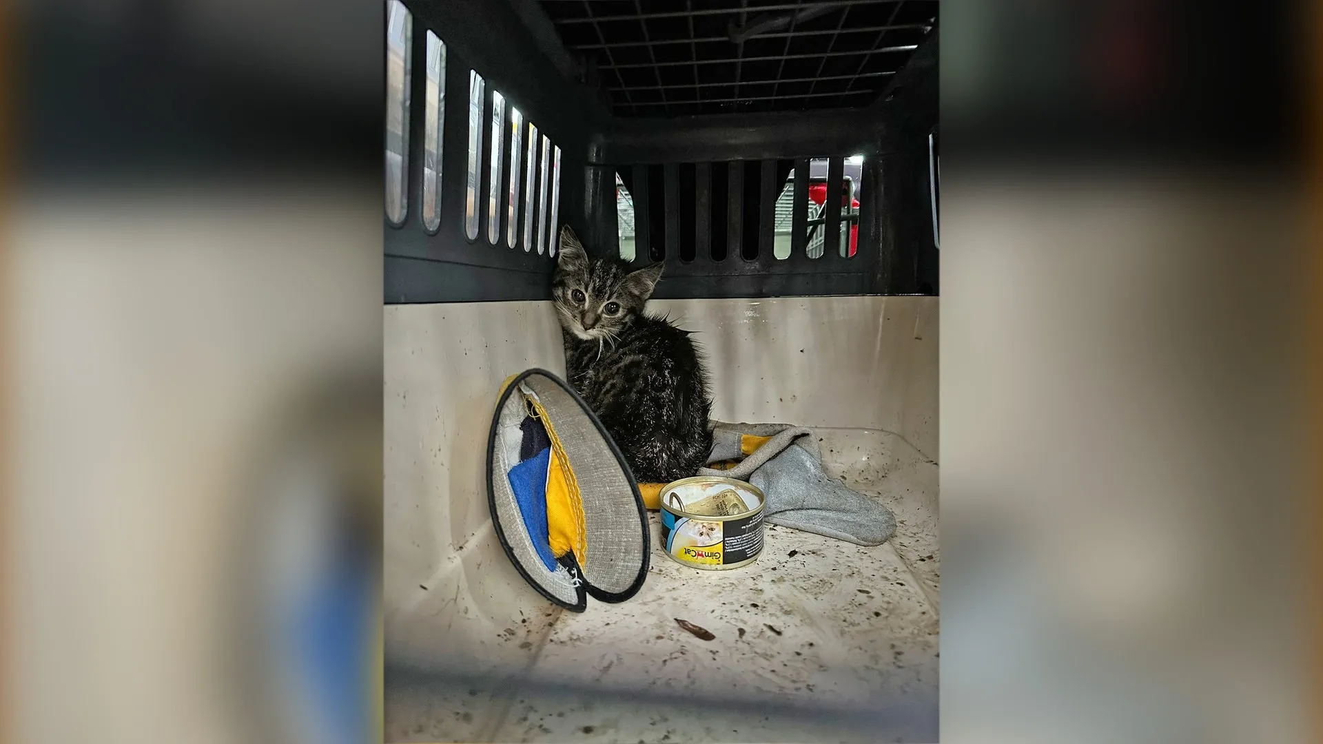 Endlich in Sicherheit: In der Eifel sind Kätzchen gerettet worden. Sie wurden offenbar ausgesetzt.