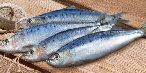 Frische Sardinen für die Zubereitung