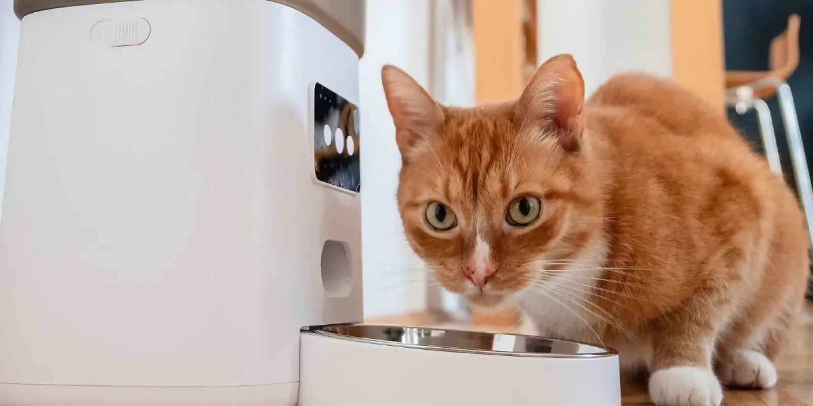 Futterautomat für Nassfutter