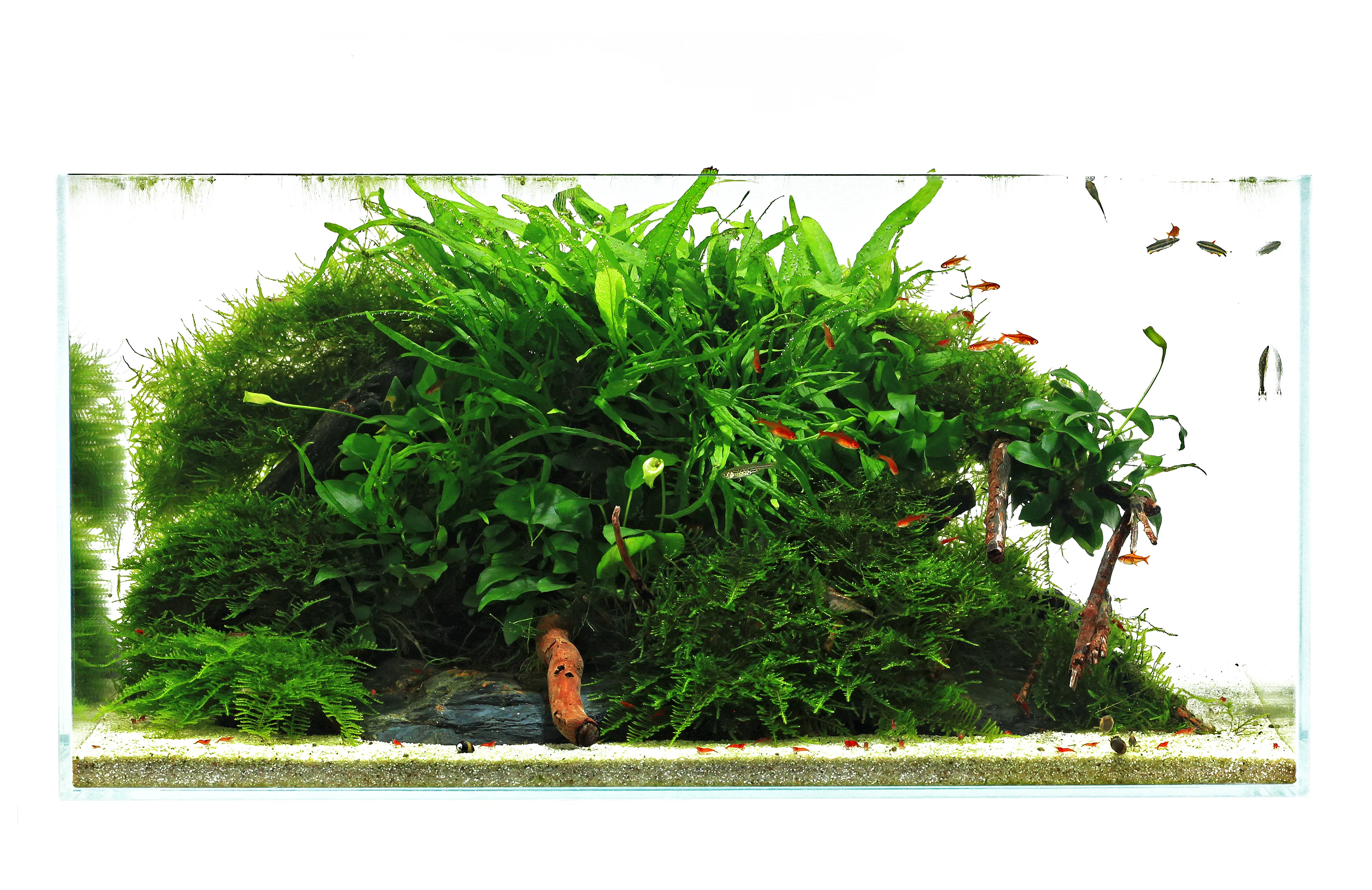 Garnelen auf einem dunklen Bodengrund