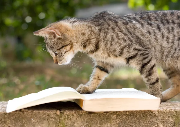 Getigerte Katze sitzt auf einem Stapel Bücher mit Katzensprüchen