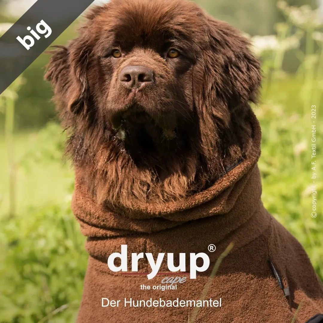Großer Hund trägt einen braunen dryup® Cape Big Hundebademantel und blickt nach vorne.