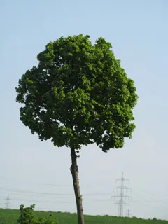 Grundlegendes Foto für einen freigestellten Baum