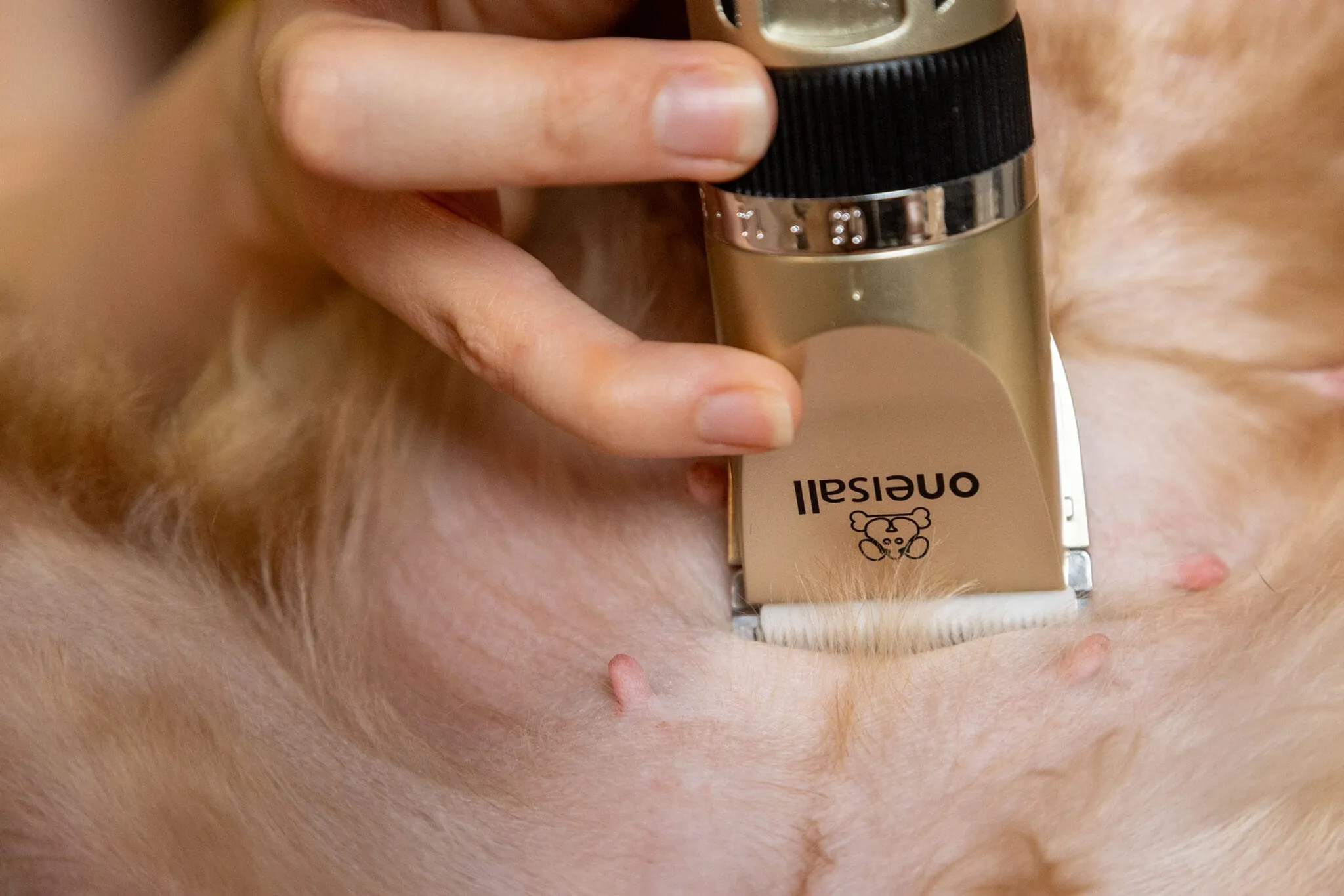 Hundeschermaschine Test: Hunderschermaschine 2025 Bauch