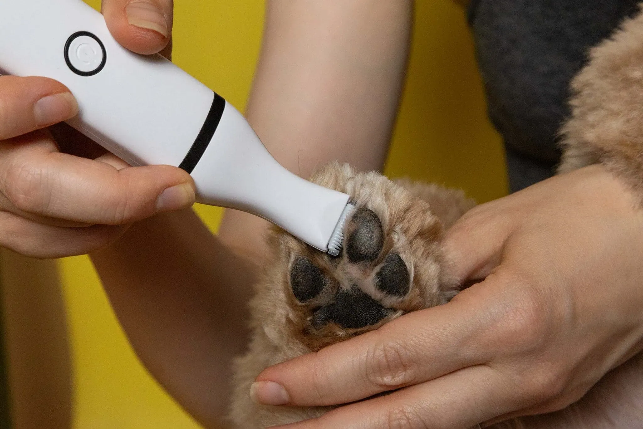 Hundeschermaschine Test: Hunderschermaschine 2025 Pfoten