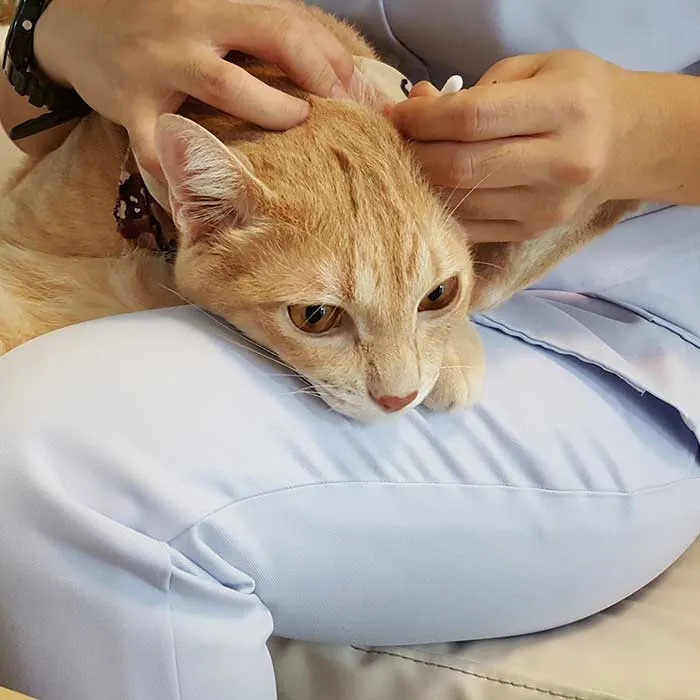 Katze bekommt Ohr gereinigt.