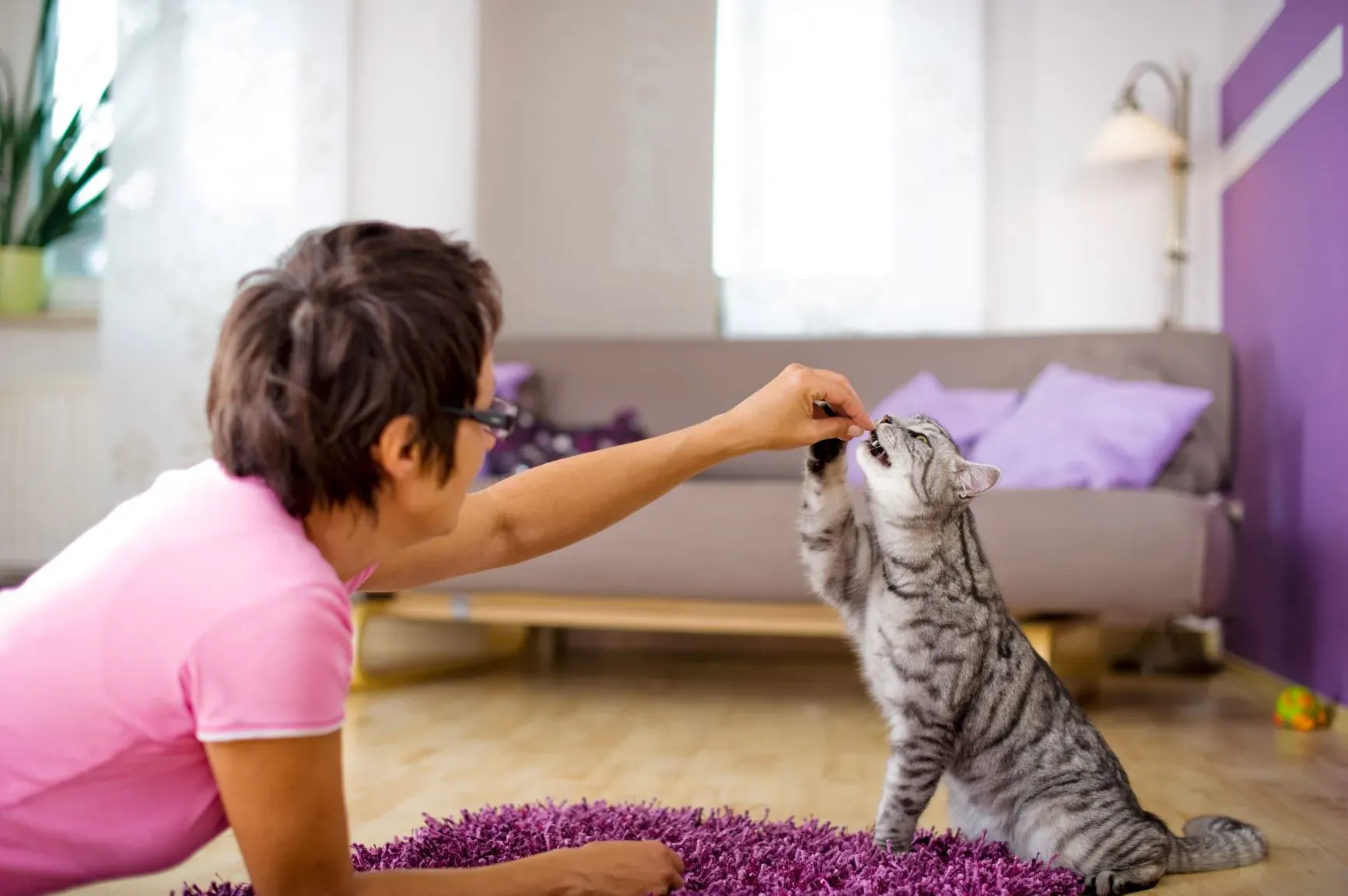 Katze und Mensch bei einer Therapiestunde