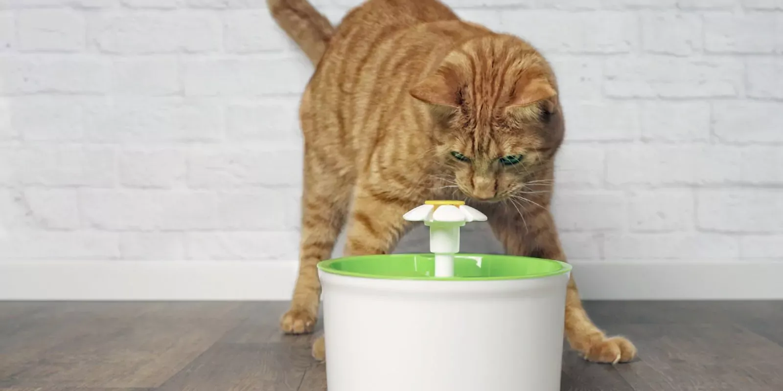 Katzenbrunnen für zusätzliche Flüssigkeitsaufnahme