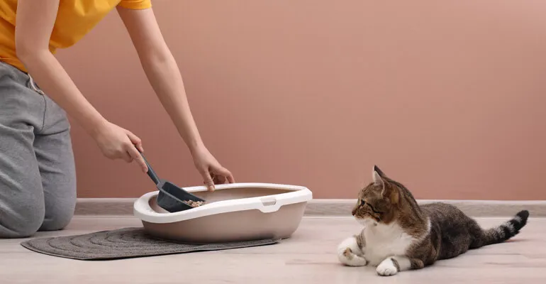 Katzenklo für 2 Katzen Zuhause