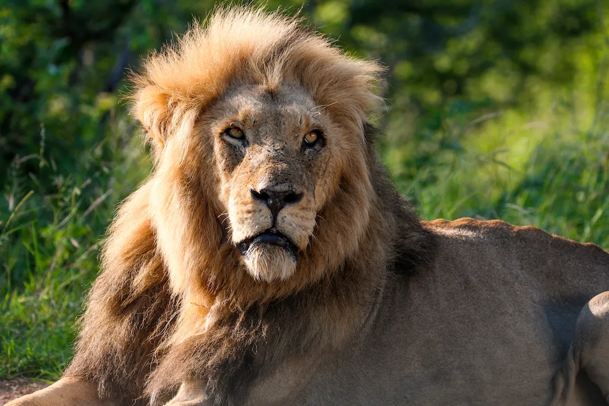 Krüger Nationalpark in Südafrika