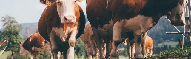 Kühe am Weg | © Urlaub am Bauernhof Kärnten/Daniel Gollner