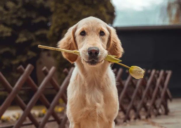 Labrador mit einer Tulpe im Maul, der fröhlich in die Kamera schaut.