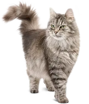 Langhaarige Katze steht ruhig mit gehobenem Schwanz, blickt aufmerksam. Hintergrund ist weiß und neutral.