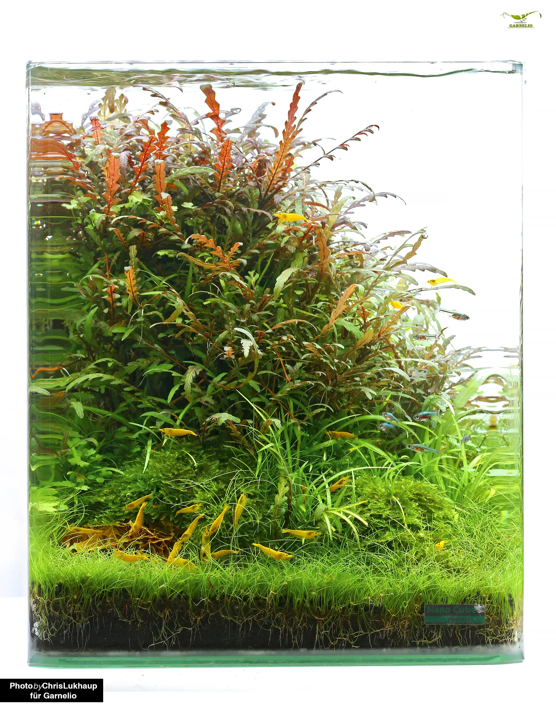 Nanoaquarium mit Zwerggarnelen