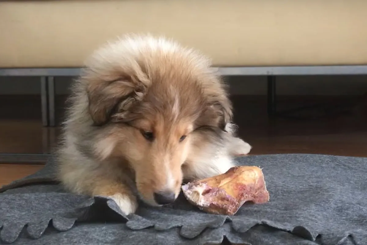 Natürliche Kauknochen für Welpen